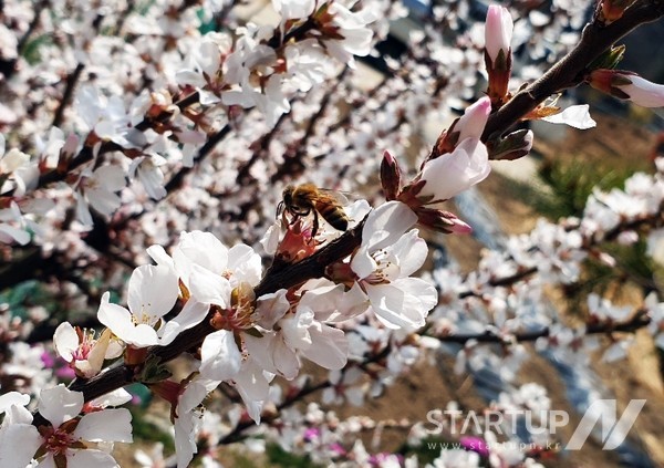 완연한 봄날, 활짝 핀 벚꽃에 꿀벌이 찾아왔다.(사진=유인춘기자)