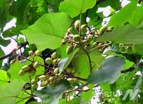 커다란 오동나무 잎과 젖무덤 닮아 동유(桐乳)라고 불리는 열매