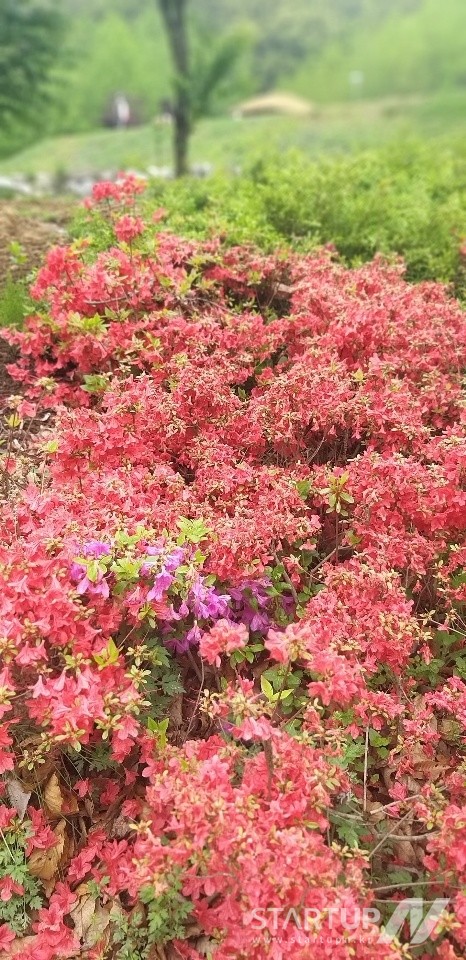 강화도 교동의 연산군 유배지에서 만난 계절의 끝물 연산홍들-연산홍 너머로 보이는 초가지붕이 연산군 유배처다