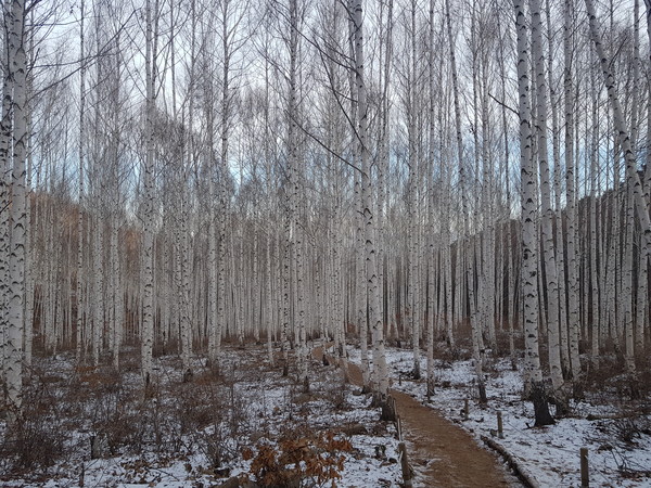 겨울의 인제 자작나무 숲
