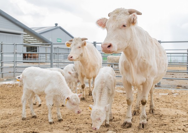 경남 함양군에 있는 농촌진흥청 가축유전자원센터에서 생활하는 흰 소 가족이 내년 2021년 소의 해를 맞아 인사하고 있다. (사진 : 농촌진흥청)