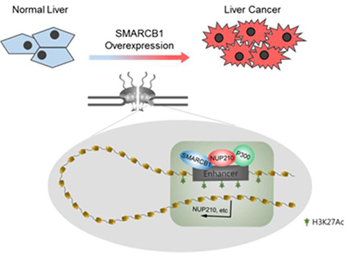 간암에서 SMARCB1의 과발현으로 핵막단백질 NUP210 인핸서에 크로마틴 구조 변화를 야기하여 비정상적인 발현을 유도시켜 간암 발생 및 유지에 기여하는 기전 규명