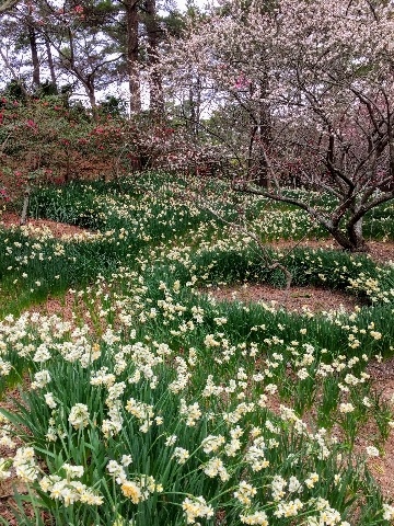 수선화의 진한 향기가 매화향을 덮는 3월초 제주 한림공원