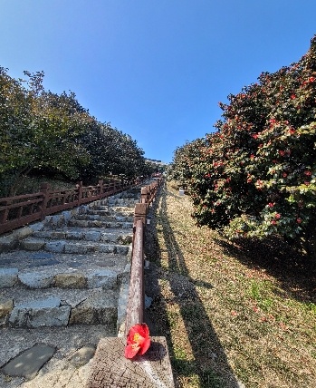 천연기념물 169호 충남 서천 마량리 동백숲(사진=방재희 기자)