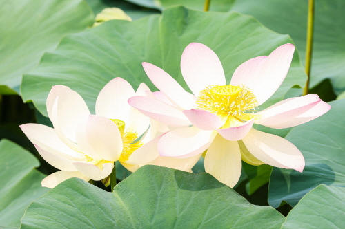 인천 의왕시 연꽃단지(초평동366)에 연꽃이 만개했다.