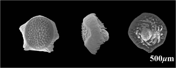 날개골무꽃(씨앗) : 앞면, 측면, 뒷면(왼쪽부터)