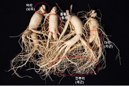 “올 추석엔 인삼으로 건강을 선물하세요”