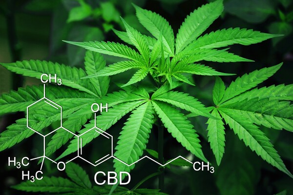 메이저 놀이터 추천, 의료용 대마(HEMP) 재배를 위한 식물공장 ‘태국 진출’ 본격화