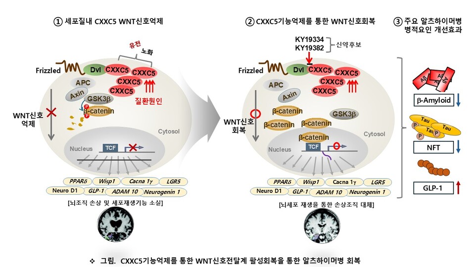 CXXC5-Dishvelled 단백질결합 억제를 통한 메이저카지노사이트병 치료기전. 좌) 유전, 노화, 특히 메이저카지노사이트병 유발과 관련된 유전자 돌연변이가 있는 사람 특히 노인의 경우, 해마 등 뇌의 중요장기 세포들의 세포질에서 CXXC5 단백질이 증가되어, Dishevelled(Dvl)라는 단백질에 결합하여 WNT신호를 전체적으로 억제하여, 뇌 신경계의 기능에 중요한 NeuroD1, GLP-1 같은 유전자의 발현을 억제하고, 조직재생기능이 억제된다. 가운데) KY19382, KY19334 같은 화합물로 CXXD5-Dishvelled 단백질 간의 결합을 방해하면, 질환 상황에서 억제된 WNT신호가 회복되어 질환이 회복된다. 우) 특히 GSK3b 의 불활성화를 통한 Tau 단백질 인산화억제와 beta-amyloid 억제와 GLP-1 발현억제는 메이저카지노사이트병의 다중요소들을 개선하는 이상적인 신약개발 전략임
