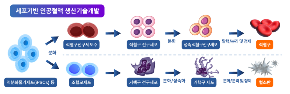 細胞ベースの人工血液製造技術開発の概略図